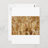 コルンブルム ポストカード (正面/裏面)