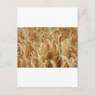 コルンブルム ポストカード