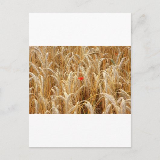 コルンブルム ポストカード (正面)