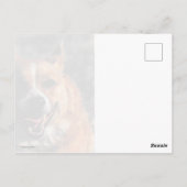 コル飛んでいるギ ポストカード (裏面)