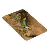 コレイトカゲ マグネット (右側)