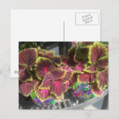 コレウス植物 ポストカード (正面/裏面)