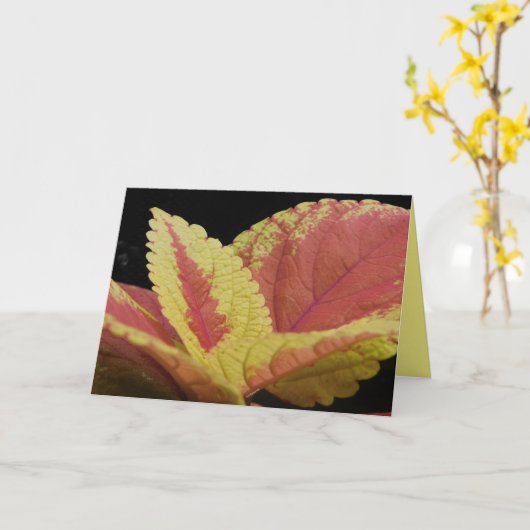 コレウス離れ カード (黄色い花)