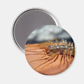 コレオパルタ磁石 マグネット (正面/裏面)