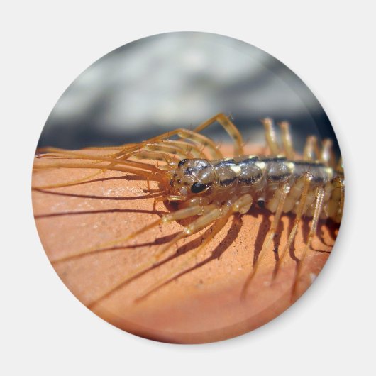 コレオパルタ磁石 マグネット (正面)