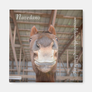 コレクタブルマグネットシリーズ – Navedano マグネット