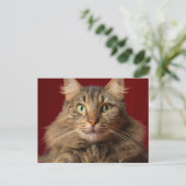 コレクターとクリスマスのためのメインのクーン シーズンポストカード (スタンド正面)