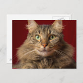 コレクターとクリスマスのためのメインのクーン シーズンポストカード (正面/裏面)