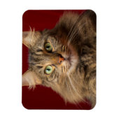 コレクターとクリスマスのメインクーン マグネット (縦)