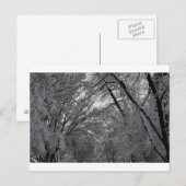 コレッセル・プロダクションの「木と雪」 ポストカード (正面/裏面)