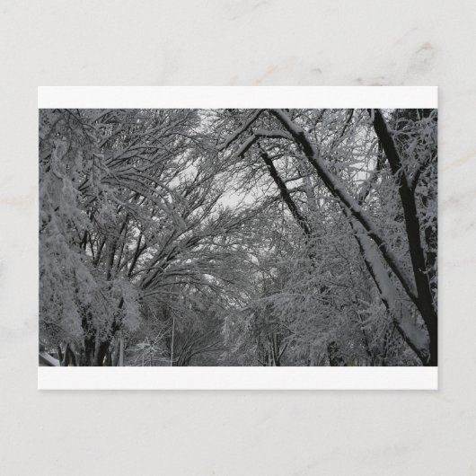 コレッセル・プロダクションの「木と雪」 ポストカード (正面)