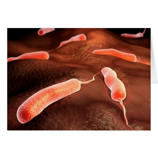 コレラ菌の概念図1 (正面横)