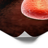 コレラ菌の概念図1 ポスター (角)