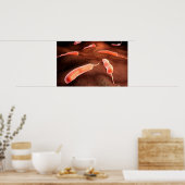 コレラ菌の概念図1 ポスター (キッチン)