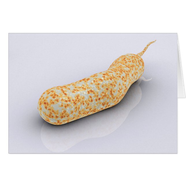 コレラ菌の概念図3 (正面横)