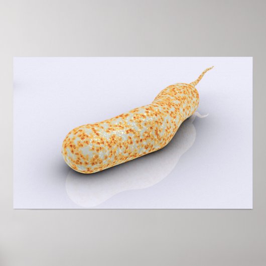 コレラ菌の概念図3 ポスター (正面)