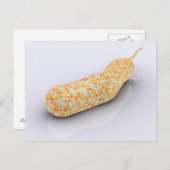 コレラ菌の概念図3 ポストカード (正面/裏面)