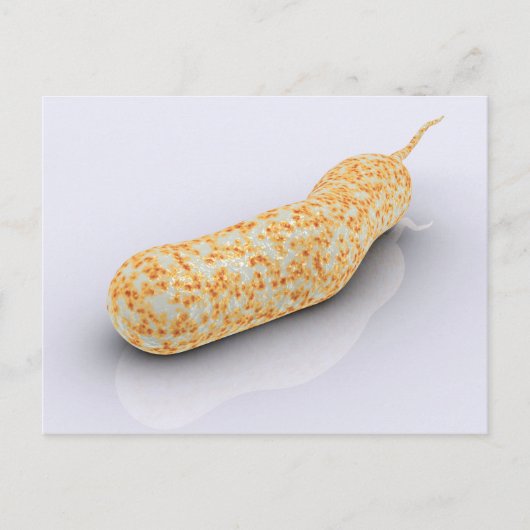 コレラ菌の概念図3 ポストカード (正面)