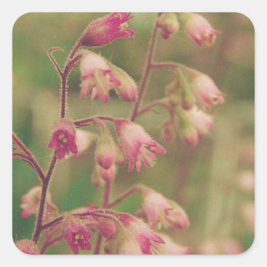 コレールベル、春の花 スクエアシール (正面)