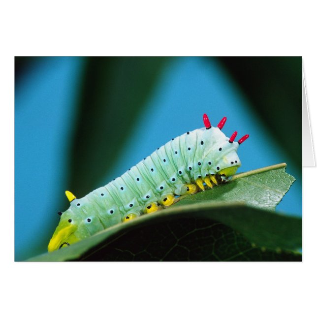 コロサミア州Prometheus Moth Caterpillar (正面横)