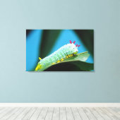 コロサミア州Prometheus Moth Caterpillar キャンバスプリント (インサイチュ (ウッドフロア))