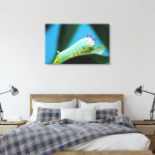 コロサミア州Prometheus Moth Caterpillar キャンバスプリント (インサイチュ (寝室))