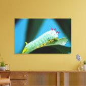 コロサミア州Prometheus Moth Caterpillar キャンバスプリント (インサイチュ (リビング))