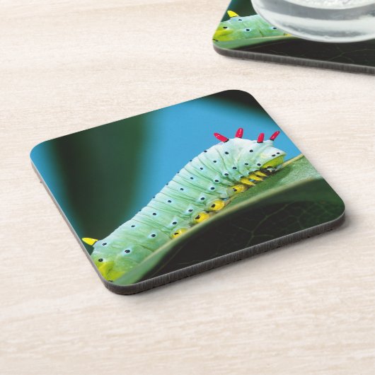 コロサミア州Prometheus Moth Caterpillar コースター (左側)