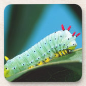 コロサミア州Prometheus Moth Caterpillar コースター (正面)