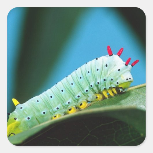 コロサミア州Prometheus Moth Caterpillar スクエアシール (正面)
