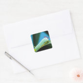 コロサミア州Prometheus Moth Caterpillar スクエアシール (封筒)