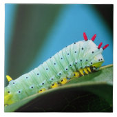 コロサミア州Prometheus Moth Caterpillar タイル (正面)