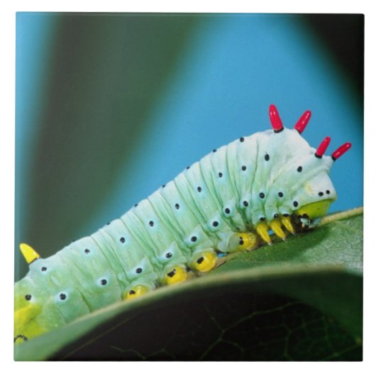 コロサミア州Prometheus Moth Caterpillar タイル (正面)
