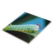 コロサミア州Prometheus Moth Caterpillar タイル (側面)