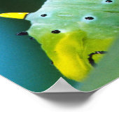 コロサミア州Prometheus Moth Caterpillar ポスター (角)