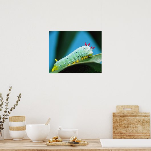 コロサミア州Prometheus Moth Caterpillar ポスター (キッチン)