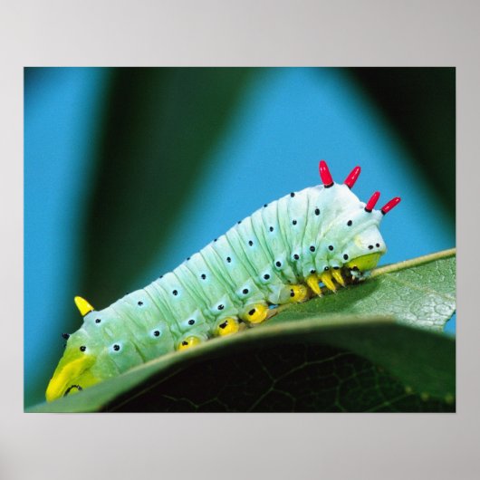 コロサミア州Prometheus Moth Caterpillar ポスター (正面)