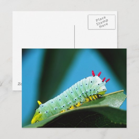コロサミア州Prometheus Moth Caterpillar ポストカード (正面/裏面)