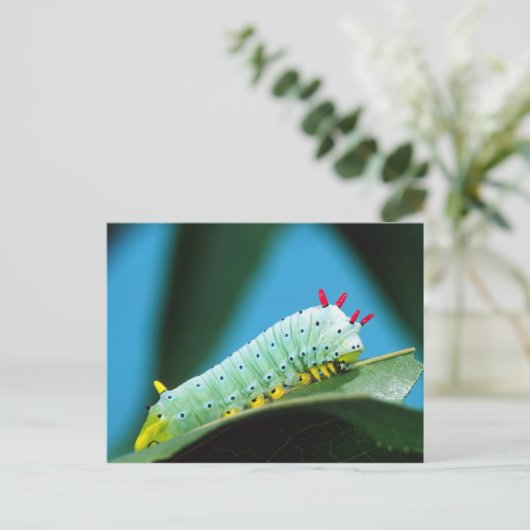 コロサミア州Prometheus Moth Caterpillar ポストカード (スタンド正面)