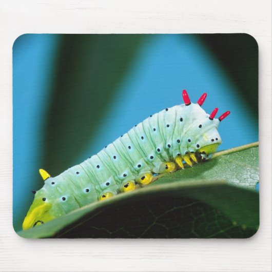 コロサミア州Prometheus Moth Caterpillar マウスパッド (正面)