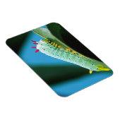 コロサミア州Prometheus Moth Caterpillar マグネット (右側)