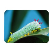 コロサミア州Prometheus Moth Caterpillar マグネット (横)