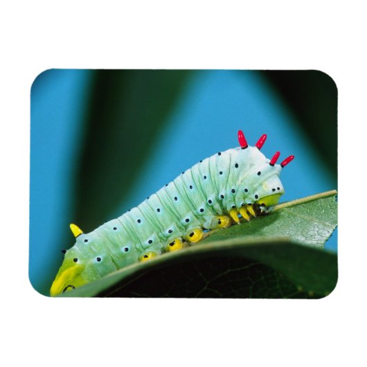 コロサミア州Prometheus Moth Caterpillar マグネット (横)