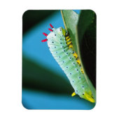 コロサミア州Prometheus Moth Caterpillar マグネット (縦)