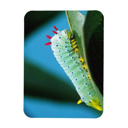 コロサミア州Prometheus Moth Caterpillar マグネット (縦)