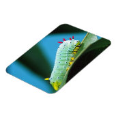 コロサミア州Prometheus Moth Caterpillar マグネット (左側)