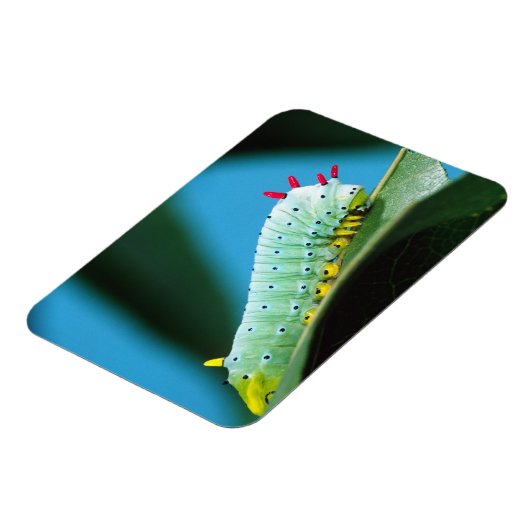 コロサミア州Prometheus Moth Caterpillar マグネット (左側)