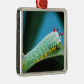コロサミア州Prometheus Moth Caterpillar メタルオーナメント (右)
