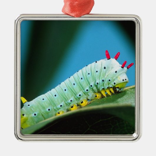 コロサミア州Prometheus Moth Caterpillar メタルオーナメント (正面)