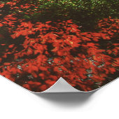 コロシアム、ローマ、イタリア ポスター (角)